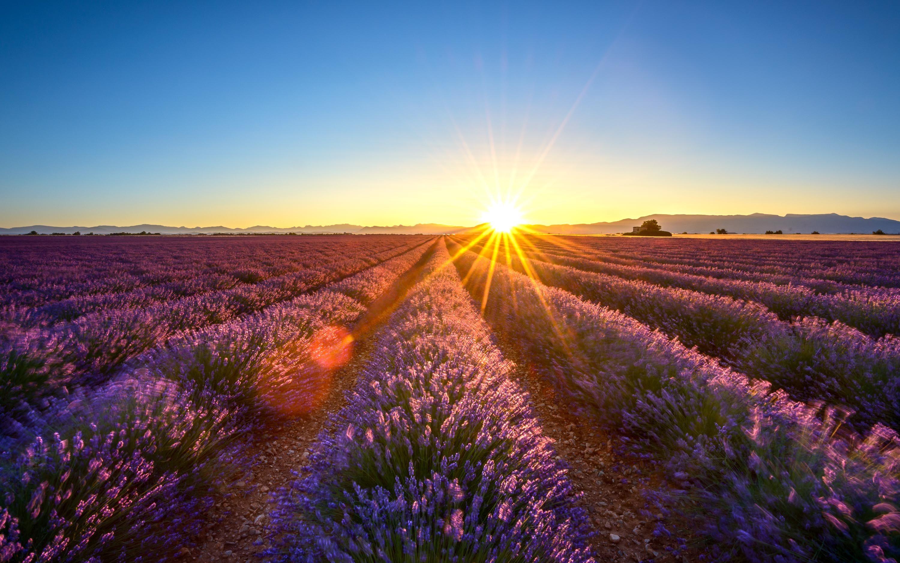 Lavender in Provence – France