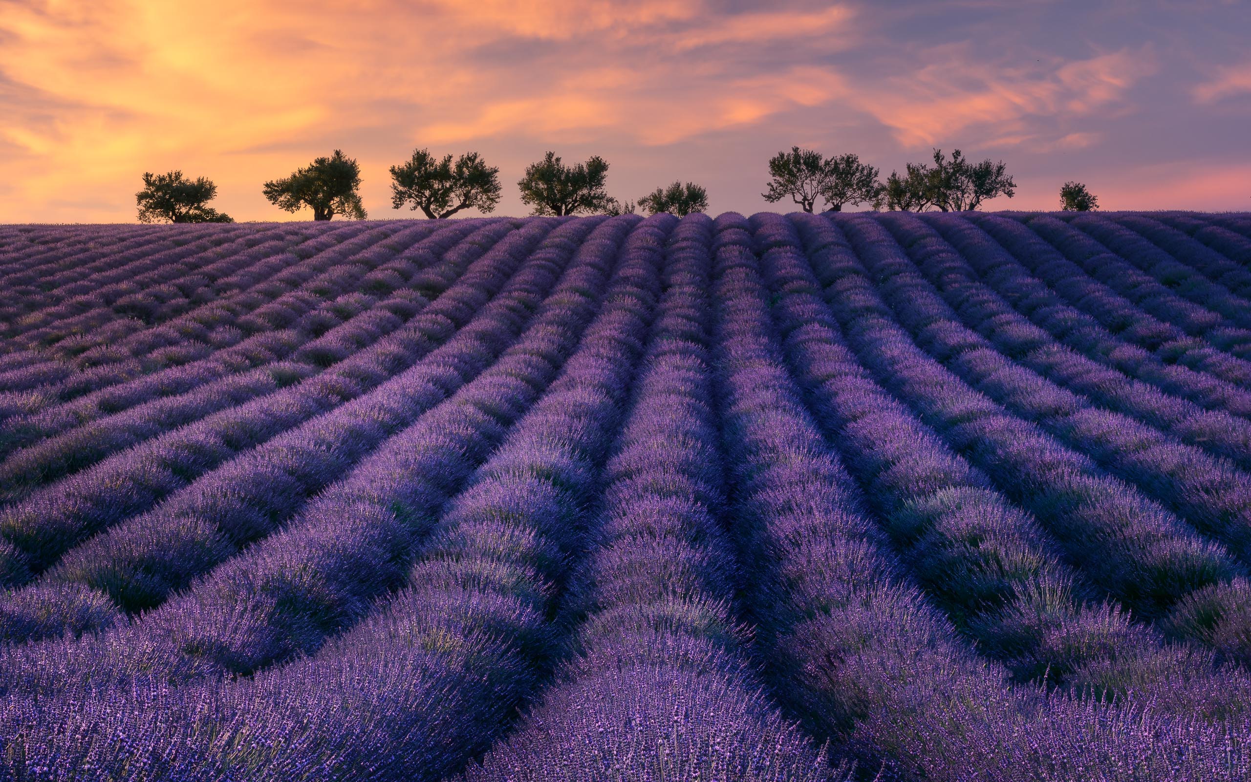 Lavender in Provence – France
